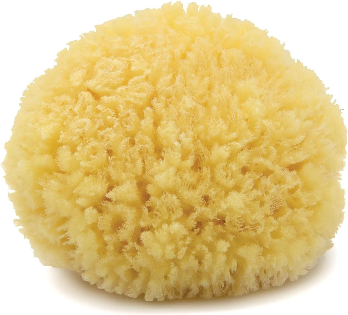 Neptune Caribbean Sea Sponge, Medium, Approx. 5-6 in, Exfoliating