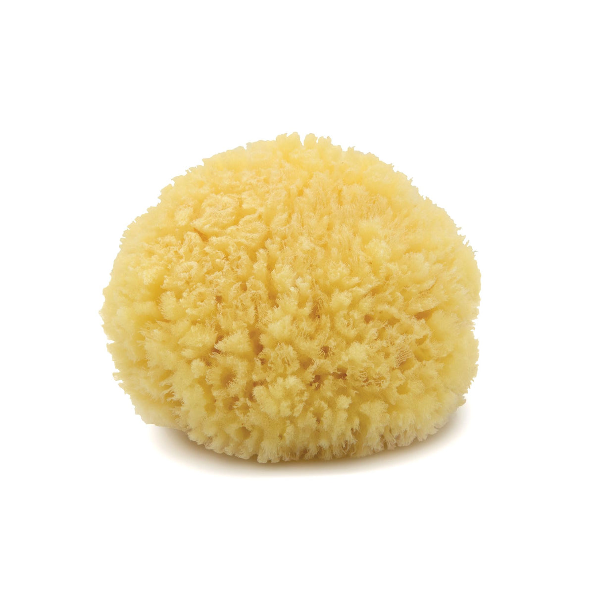 Neptune Caribbean Sea Sponge, Medium, Approx. 5-6 in, Exfoliating
