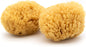 Neptune Caribbean Sea Sponge 2-Pack, Medium, Approx. 5-6 in, Exfoliating