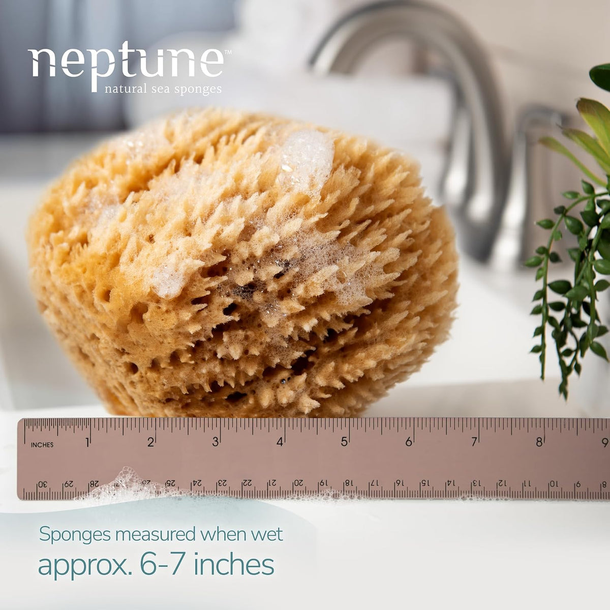 Neptune Caribbean Sea Sponge, Large, Approx. 6-7 in, Exfoliating
