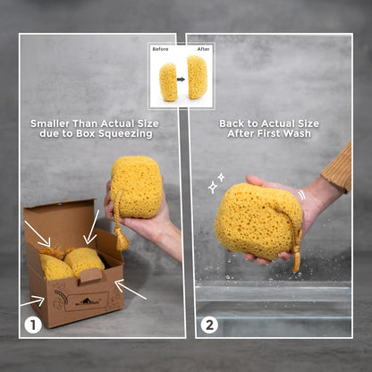 myHomeBody Bath Sponge, Foam Loofah, Shower Sponge for Body, Curvy, 3 Pack